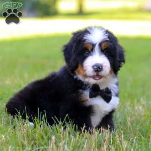 Rambo, Mini Bernedoodle Puppy